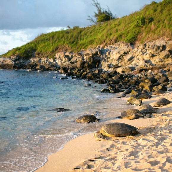 🍹🍍Maui 📷  🌿🌸 🌈 - Picture 2 of 8